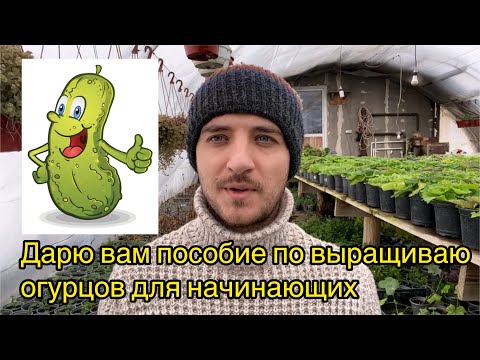 Видео: Методичка по выращиванию огурцов от А до Я для начинающих