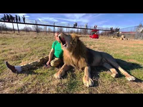 Видео: ТРИ  ЛЬВА-ВОЖАКА  - Лорд, Рыжик и Чук ! Рассказывает Олег Зубков и лев Чук!