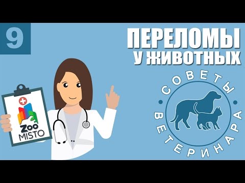 Видео: Переломы у животных | Как оказать первую помощь при переломе у собак или кошек | Советы Ветеринара
