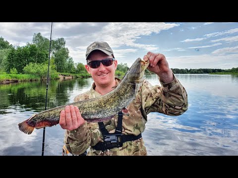 Видео: ПРИПЯТЬ | СУДАК НА СПИННИНГ | СОМ на РЕКЕ ПРИПЯТЬ
