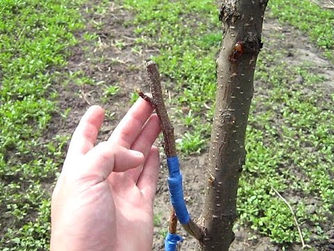 Видео: Прививка плодовых деревьев. Простой способ (укр.)