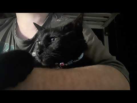 Видео: КОТоотец и КОТосын