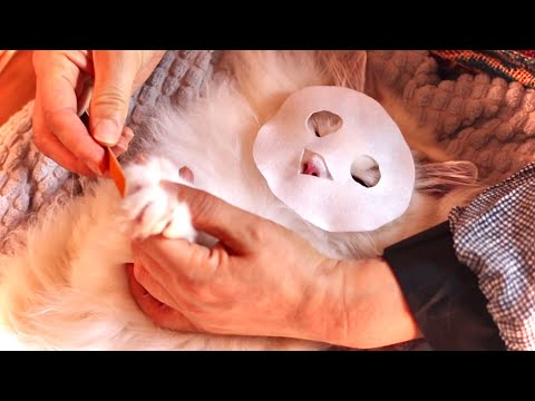 Видео: Спа и массаж для кошек ASMR. Очень мило!