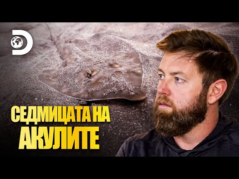 Видео: В търсене на Духа на морето | Седмицата на акулите