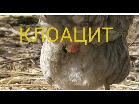 Видео: Из клоаки течет вода и белая жидкость, кровь что делать//Клоацит у кур, перепелов, уток.