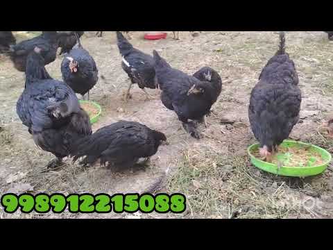 Видео: 18 октября 2025 г.