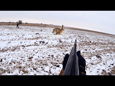 Видео: ПЕРВАЯ ОХОТА НА ЗАЙЦА! ТАКАЯ ПОГОНЯ..