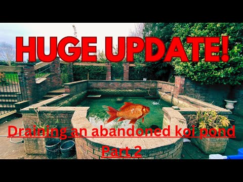 Видео: Эп.2 — ОБНОВЛЕНИЕ о заброшенном пруду с карпами кои