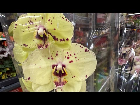 Видео: Редкие ОРХИДЕИ- Свежий завоз в Kaufland Seltene Orchideen sind der Import von Orchideen in Kaufland.