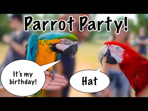 Видео: 20 домашних попугаев пришли на день рождения Мии | Наш самый масштабный день бесплатных полётов