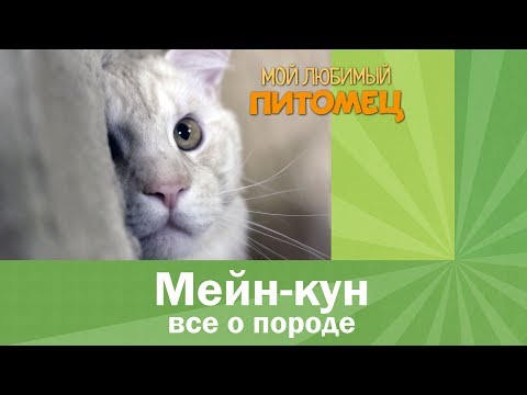 Видео: МЕЙН КУН. Характер, особенности ухода, отношение к детям, темперамент. Разговор с заводчиком.