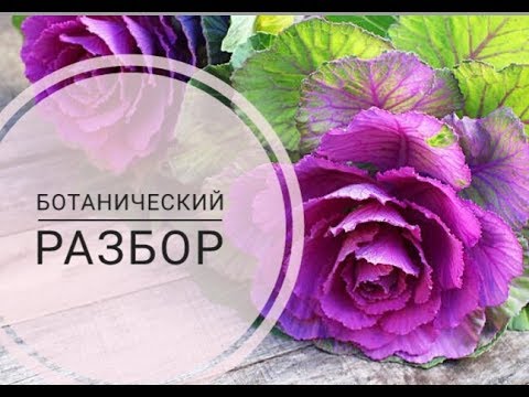 Видео: Брассика.Разбор растения.Видеоразбор цветов от Елены Гуреевой.