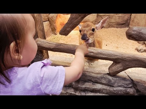 Видео: Зоопарк в Корее