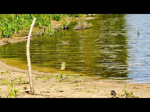Видео: Рыбалка улет! По два карпа за раз! Ловля карпа на донку резинку!