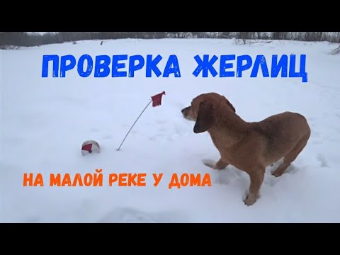 Видео: Жерлицы. Взял с собой Шмельку на проверку.