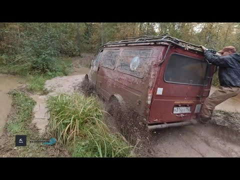 Видео: Вепсский лес 2022