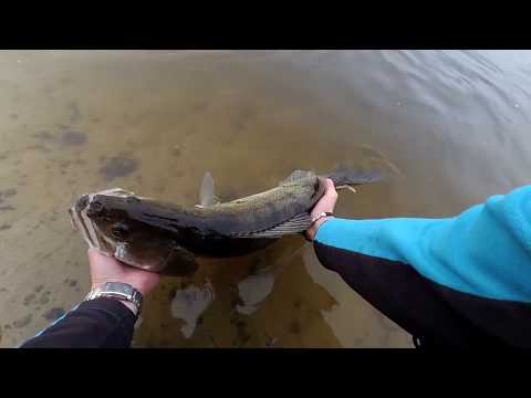 Видео: р. Припять от 03.11.2018. "ввалил таки трофейного судака)"