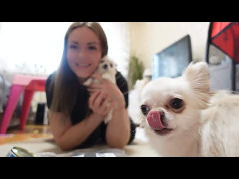 Видео: VLOG: НАШИ ЩЕНКИ ЧИХУАХУА!