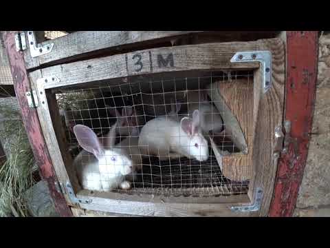 Видео: Комбикорм или зерно? Чем кормить