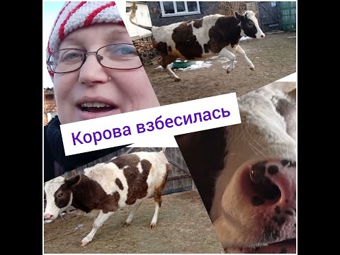 Видео: Корова взбесилась)))Страшная прогулка с коровой.