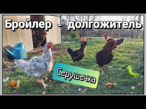 Видео: Обзор ПТИЦЫ и УЧАСТКА. Конец октября 2022. Кормление несушек. Ожирение несушек.