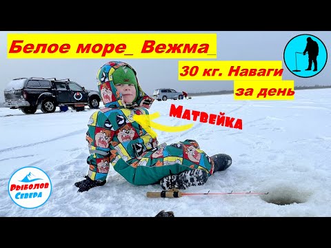 Видео: ✅ НАВАГА 🎣🐠 🐠🐠 УНСКАЯ ГУБА l БЕЛОЕ МОРЕ #рыболов_севера
