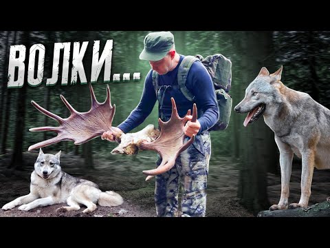 Видео: Охота волков. Рыбалка в тайге и возврат собаки...