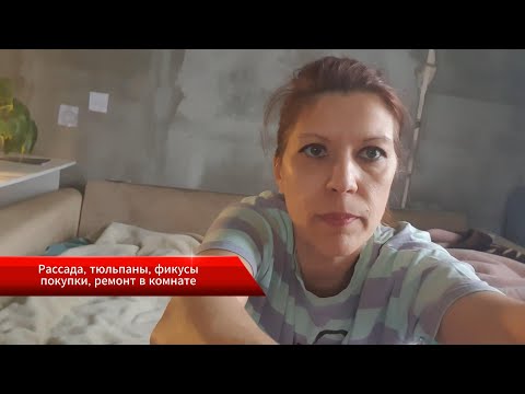 Видео: Посадка рассады кустарников, спасаем тюльпаны, сажаем фикусы, покупки, ремонт в комнате