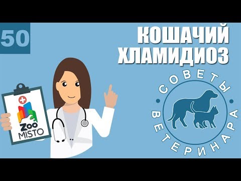 Видео: Хламидиоз у кошек | Симптомы и лечение хламидиоза | Причины заражения | Советы Ветеринара