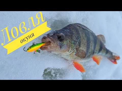 Видео: Ловля окуня на балансир в глухозимье