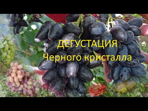 Видео: @ДЕГУСТАЦИЯ. Виноград Черный кристалл  Виноград 2021