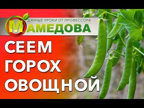 Видео: Выращивания гороха овощного.