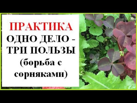 Видео: Как извлечь пользу из прополки? Новый взгляд на сорняки