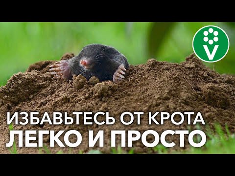 Видео: ЭТО РАСТЕНИЕ ВЫВЕДЕТ КРОТОВ С ВАШЕГО УЧАСТКА! Уйдут и не вернутся!