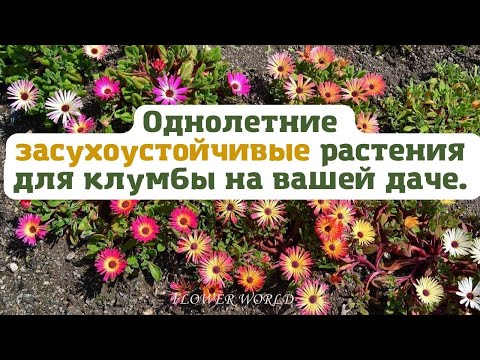 Видео: Однолетние засухоустойчивые растения для клумбы на вашей даче.💐