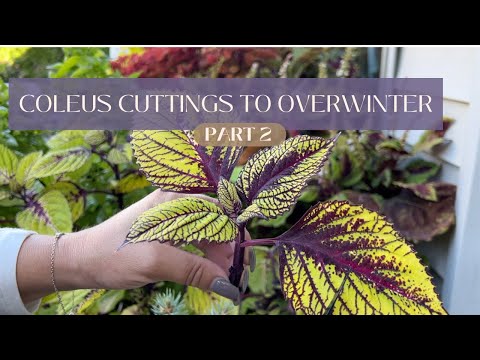 Видео: Черенки колеуса, часть 2