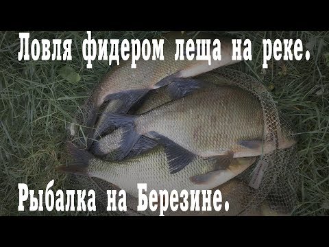 Видео: Ловля фидером леща на реке. Рыбалка на Березине.