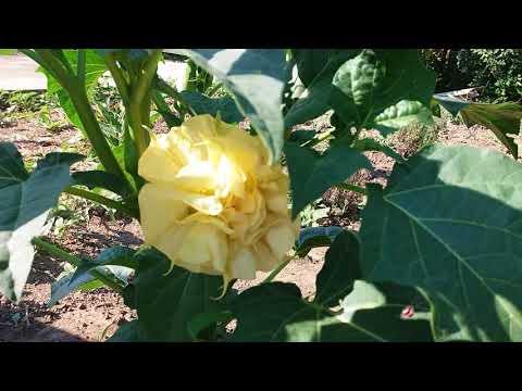 Видео: Датура дурман..дурманчик)))