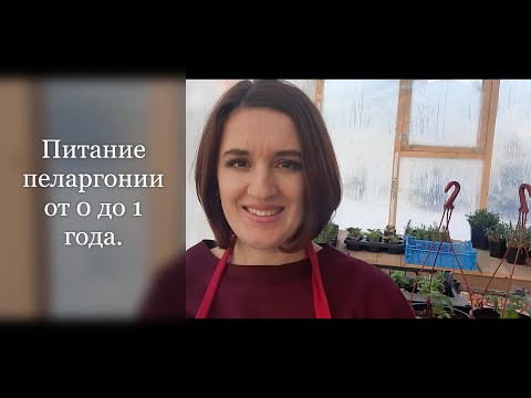 Видео: Питание пеларгонии от 0 до 1 года.