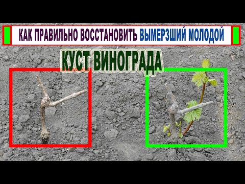 Видео: 🍇 После заморозков ВЫМЕРЗЛИ МОЛОДЫЕ КУСТЫ ВИНОГРАДА! Что нужно обязательно сделать. Но есть НЮАНСЫ!