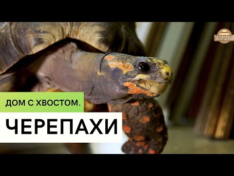 Видео: Черепахи \ Разведение и содержание экзотических черепах \ Дом с хвостом