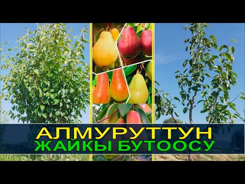 Видео: АЛМУРУТТУ ЖАЙКЫ БУТОО ЫКМАСЫН ҮЙРӨТӨБҮЗ.  КМЦ КЫРГЫЗСТАН