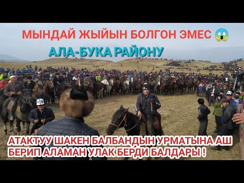 Видео: АТАКТУУ ШАКЕН БАЛБАНДЫН УРМАТЫНА АШ БЕРИП АЛАМАН УЛАК БЕРДИ БАЛДАРЫ !