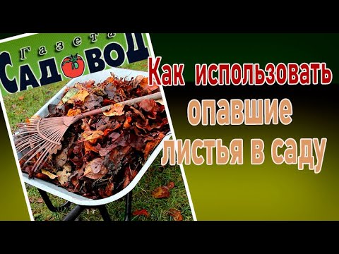 Видео: Как использовать опавшие листья в саду
