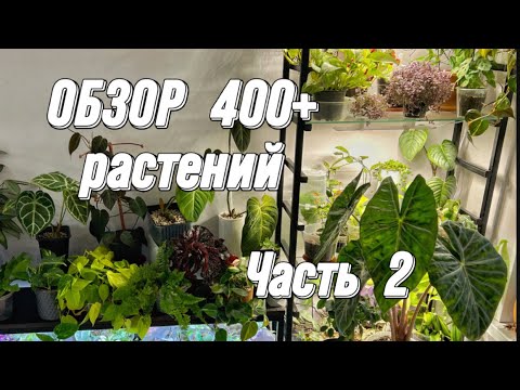 Видео: ОБЗОР 400+ РАСТЕНИЙ | 2 часть