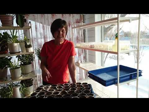 Видео: Начинаем сажать томаты-гномы.Оборудем место и свет для рассады. Так мы сажаем семена всех томатов.