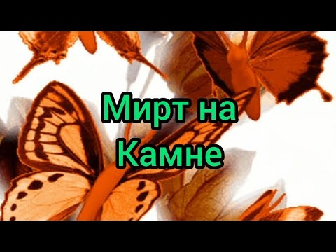 Видео: Мирт на камне, обрезка