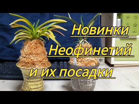 Видео: Новинки Неофинетий и их посадка.