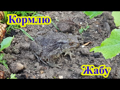 Видео: Кормлю жабу