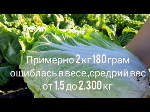 Видео: Пекинская капуста вырезка с огорода посадка и выращивание китайской капусты